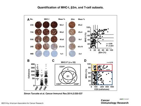 Quantification of MHC-I, β2m, and T-cell subsets.