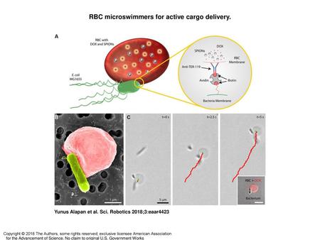 RBC microswimmers for active cargo delivery.