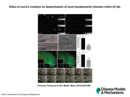 Effect of cxcr3.2 mutation on dissemination of local mycobacterial infection within 24 hpi. Effect of cxcr3.2 mutation on dissemination of local mycobacterial.