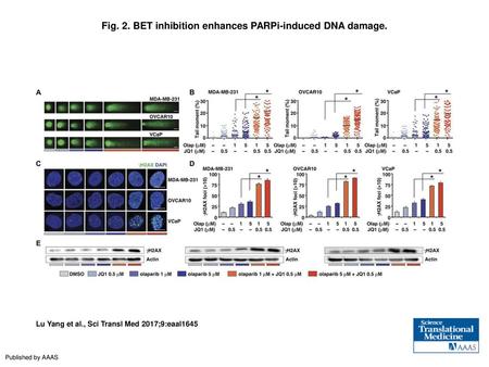Fig. 2. BET inhibition enhances PARPi-induced DNA damage.
