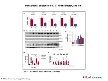 Translational efficiency of ATM, MRN complex, and RIF1.