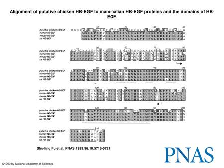 Alignment of putative chicken HB-EGF to mammalian HB-EGF proteins and the domains of HB-EGF. Alignment of putative chicken HB-EGF to mammalian HB-EGF proteins.