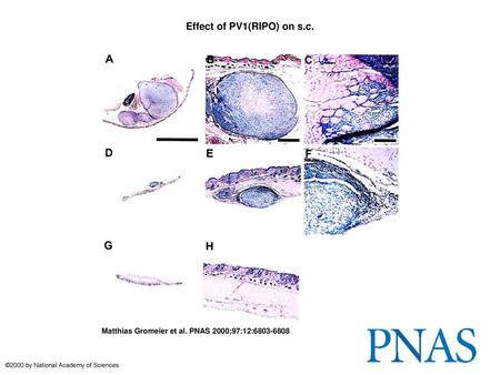 Effect of PV1(RIPO) on s.c.