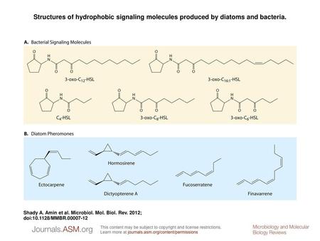 Structures of hydrophobic signaling molecules produced by diatoms and bacteria. Structures of hydrophobic signaling molecules produced by diatoms and bacteria.