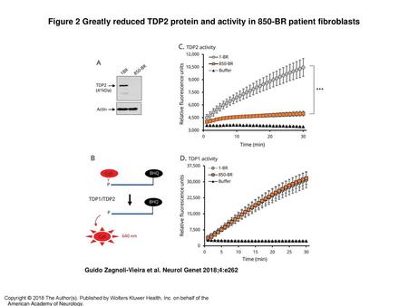 Figure 2 Greatly reduced TDP2 protein and activity in 850-BR patient fibroblasts Greatly reduced TDP2 protein and activity in 850-BR patient fibroblasts.