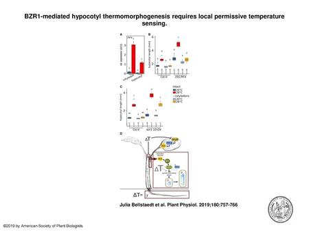 BZR1-mediated hypocotyl thermomorphogenesis requires local permissive temperature sensing. BZR1-mediated hypocotyl thermomorphogenesis requires local permissive.