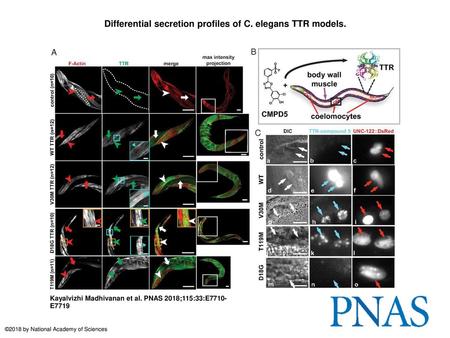 Differential secretion profiles of C. elegans TTR models.