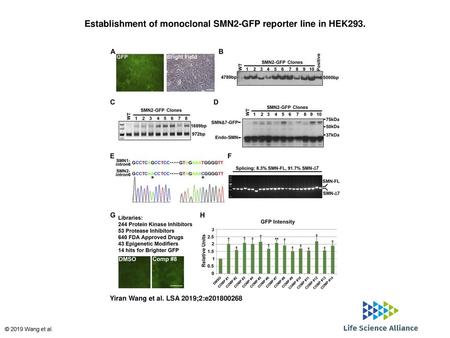 Establishment of monoclonal SMN2-GFP reporter line in HEK293.