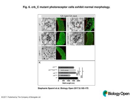 Fig. 6. crb_C mutant photoreceptor cells exhibit normal morphology.