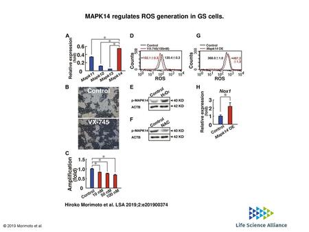 MAPK14 regulates ROS generation in GS cells.