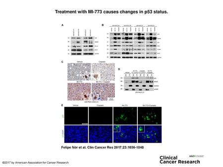 Treatment with MI-773 causes changes in p53 status.