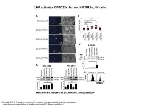 LNP activates KIR2DS2+, but not KIR2DL2+, NK cells.