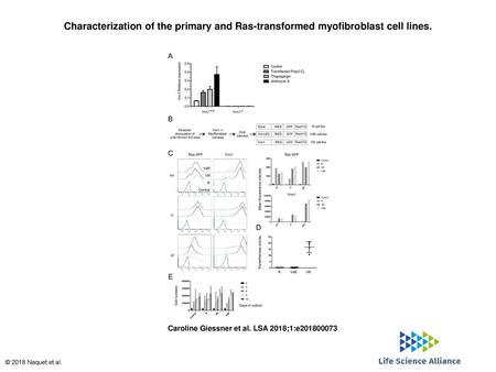 Characterization of the primary and Ras-transformed myofibroblast cell lines. Characterization of the primary and Ras-transformed myofibroblast cell lines.