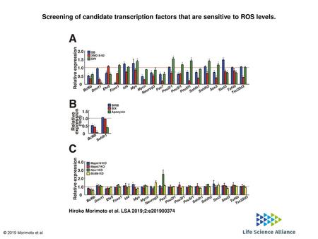 Screening of candidate transcription factors that are sensitive to ROS levels. Screening of candidate transcription factors that are sensitive to ROS levels.