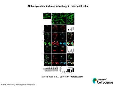 Alpha-synuclein induces autophagy in microglial cells.