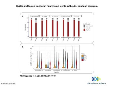 MAGs and testes transcript expression levels in the An. gambiae complex. MAGs and testes transcript expression levels in the An. gambiae complex. (A) Percentage.