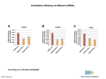 Knockdown efficiency of different shRNAs.
