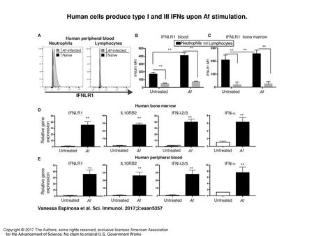 Human cells produce type I and III IFNs upon Af stimulation.