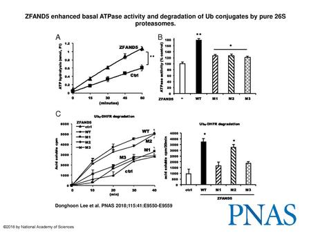 ZFAND5 enhanced basal ATPase activity and degradation of Ub conjugates by pure 26S proteasomes. ZFAND5 enhanced basal ATPase activity and degradation of.
