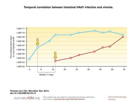 Temporal correlation between intestinal HAdV infection and viremia.