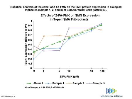 Statistical analysis of the effect of Z-FA-FMK on the SMN protein expression in biological triplicates (sample 1, 2, and 3) of SMA fibroblast cells (GM03813).