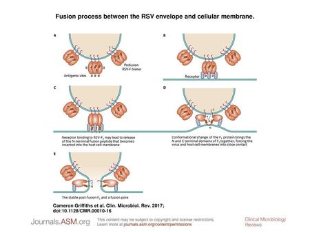 Fusion process between the RSV envelope and cellular membrane.