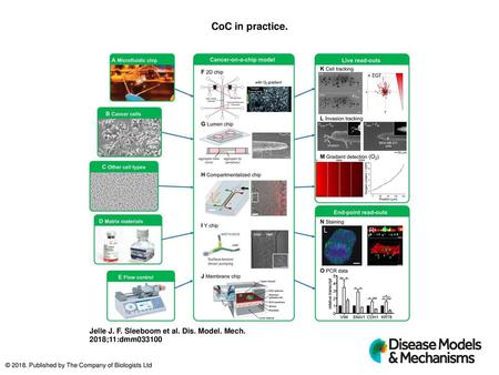 CoC in practice. CoC in practice. The key input elements of CoC models are: (A) a microfluidic chip, (B) cancer cells, (C) additional cells (optional),