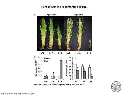 Plant growth in experimental paddies.