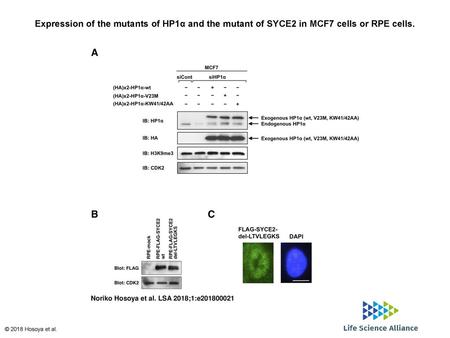 Expression of the mutants of HP1α and the mutant of SYCE2 in MCF7 cells or RPE cells. Expression of the mutants of HP1α and the mutant of SYCE2 in MCF7.
