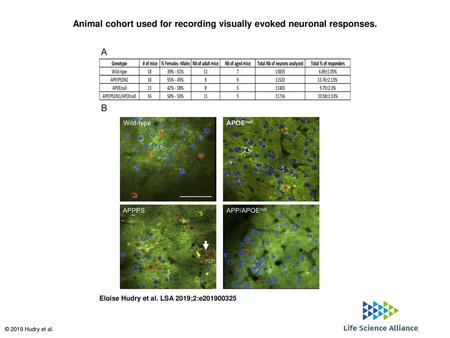 Animal cohort used for recording visually evoked neuronal responses.