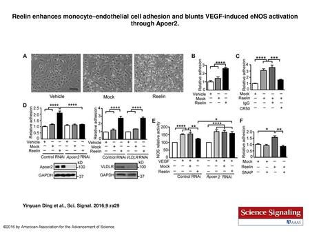 Reelin enhances monocyte–endothelial cell adhesion and blunts VEGF-induced eNOS activation through Apoer2. Reelin enhances monocyte–endothelial cell adhesion.