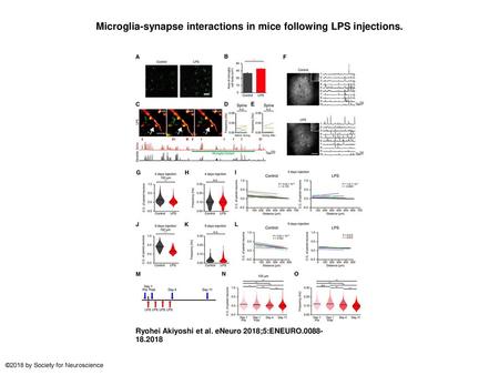 Microglia-synapse interactions in mice following LPS injections.