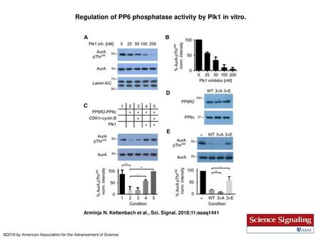 Regulation of PP6 phosphatase activity by Plk1 in vitro.