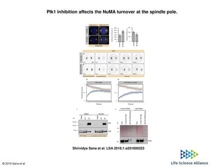 Plk1 inhibition affects the NuMA turnover at the spindle pole.