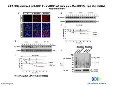 Z-FA-FMK stabilized both SMN-FL and SMN-Δ7 proteins in Myc-SMN2a– and Myc-SMN2d–inducible lines. Z-FA-FMK stabilized both SMN-FL and SMN-Δ7 proteins in.
