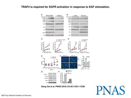 TRAF4 is required for EGFR activation in response to EGF stimulation.