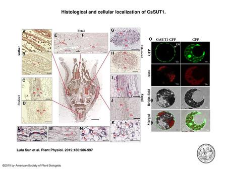 Histological and cellular localization of CsSUT1.