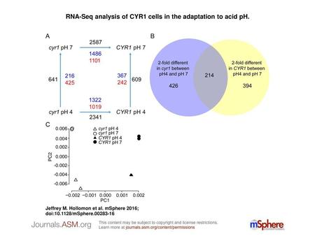 RNA-Seq analysis of CYR1 cells in the adaptation to acid pH.