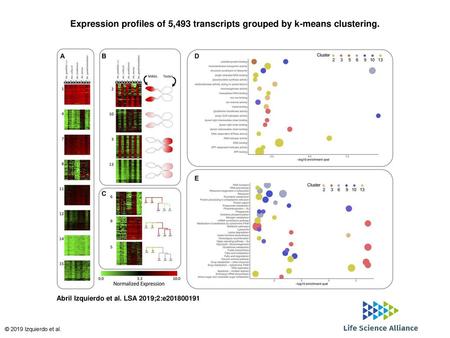 Expression profiles of 5,493 transcripts grouped by k-means clustering