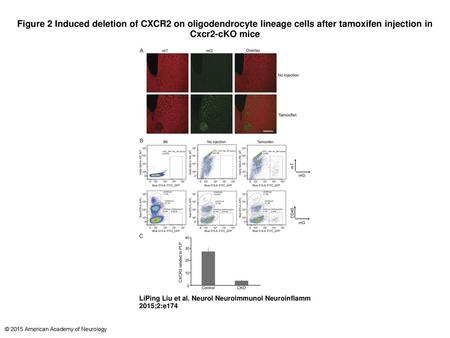 Figure 2 Induced deletion of CXCR2 on oligodendrocyte lineage cells after tamoxifen injection in Cxcr2-cKO mice Induced deletion of CXCR2 on oligodendrocyte.