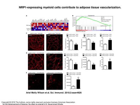 NRP1-expressing myeloid cells contribute to adipose tissue vascularization. NRP1-expressing myeloid cells contribute to adipose tissue vascularization.