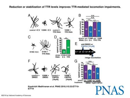 Reduction or stabilization of TTR levels improves TTR-mediated locomotion impairments. Reduction or stabilization of TTR levels improves TTR-mediated locomotion.