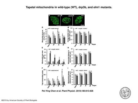 Tapetal mitochondria in wild-type (WT), drp3b, and elm1 mutants.