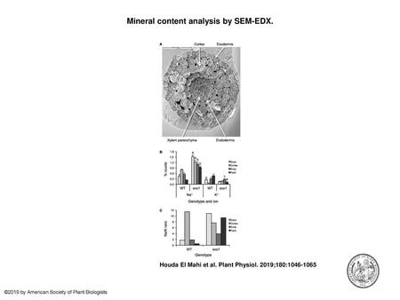 Mineral content analysis by SEM-EDX.
