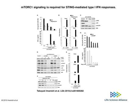 mTORC1 signaling is required for STING-mediated type I IFN responses.