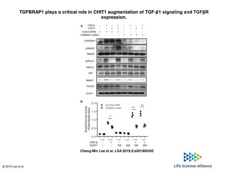 TGFBRAP1 plays a critical role in CHIT1 augmentation of TGF-β1 signaling and TGFβR expression. TGFBRAP1 plays a critical role in CHIT1 augmentation of.