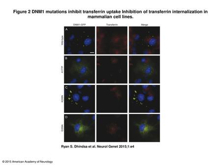 Figure 2 DNM1 mutations inhibit transferrin uptake Inhibition of transferrin internalization in mammalian cell lines. DNM1 mutations inhibit transferrin.
