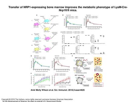 Transfer of NRP1-expressing bone marrow improves the metabolic phenotype of LysM-Cre-Nrp1fl/fl mice. Transfer of NRP1-expressing bone marrow improves the.
