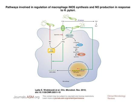 Pathways involved in regulation of macrophage iNOS synthesis and NO production in response to H. pylori. Pathways involved in regulation of macrophage.