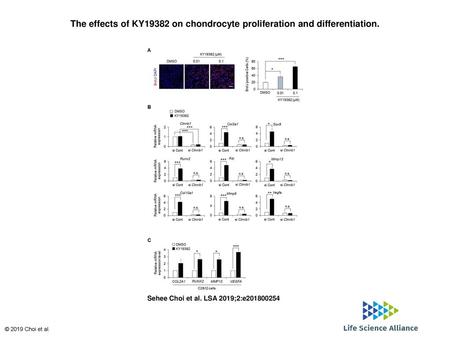 The effects of KY19382 on chondrocyte proliferation and differentiation. The effects of KY19382 on chondrocyte proliferation and differentiation. (A) ATDC5.